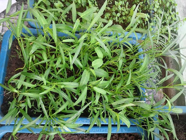 Đất Tribat trồng cây và chậu trồng rau sạch ở đâu Hà Nội?