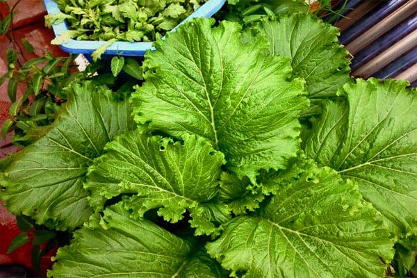 Rau cải