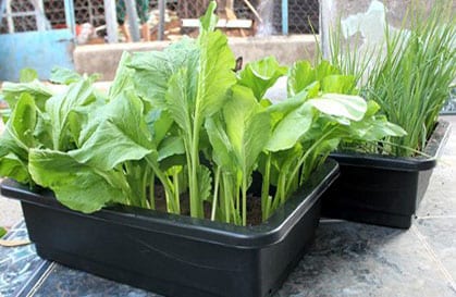 Chậu thông minh cỡ lớn