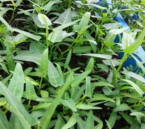 Bệnh rỉ trắng nhện đỏ trên rau muống