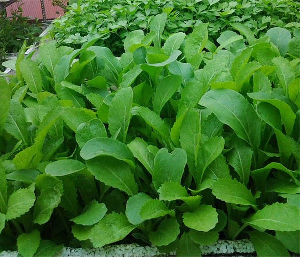 Chậu trồng rau cho việc tự thiết kế vườn đẹp trên ban công sân thượng