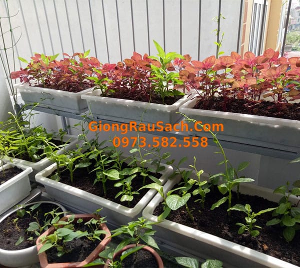 Thiết kế vườn rau sân thượng