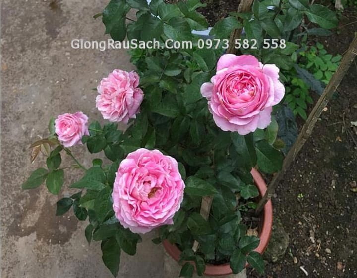 Trồng và chăm sóc hoa hồng theo cách này 1 tháng có 25 ngày ngắm hoa