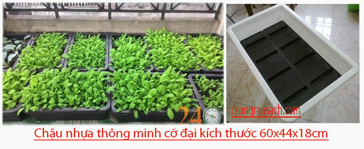 trong-rau-sach-trong-chau-nhua