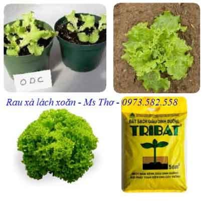 Trong-rau-xa-lach-xoan-tai-nha